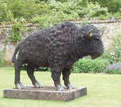 Bison