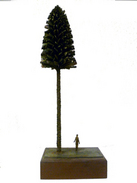 Tall Tree
